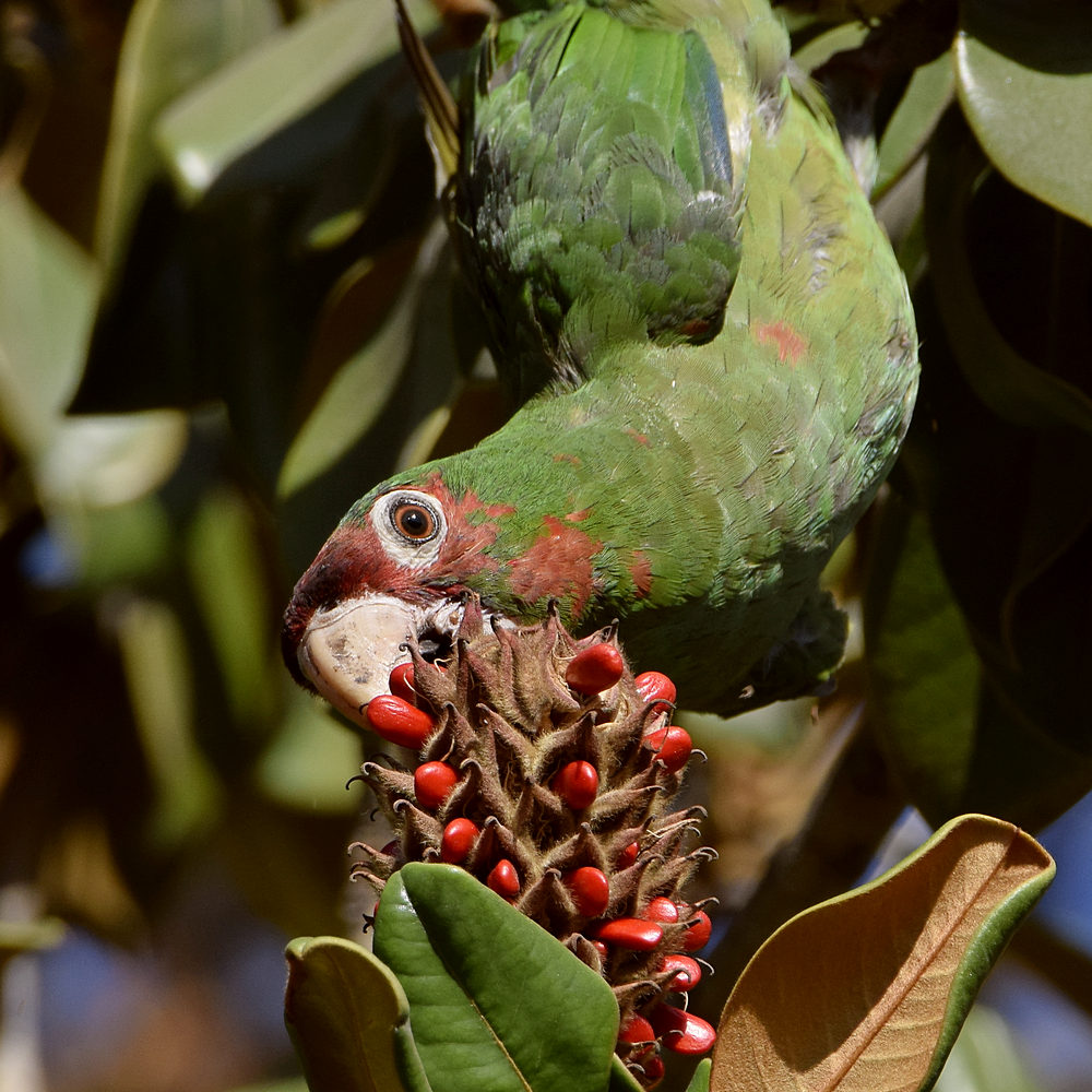 Parrot2.jpg
