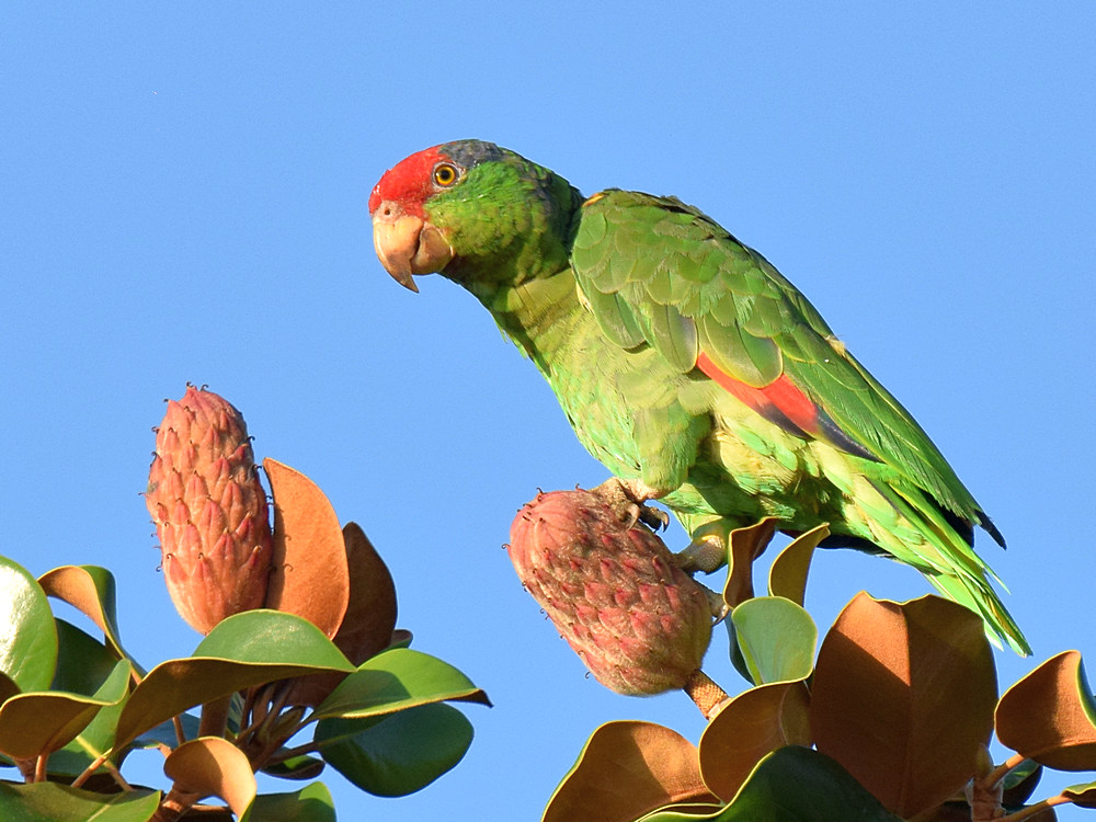 Parrot3.jpg