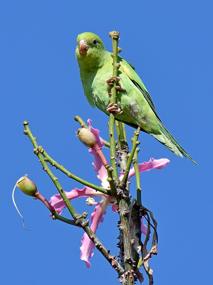 Parrot3.jpg