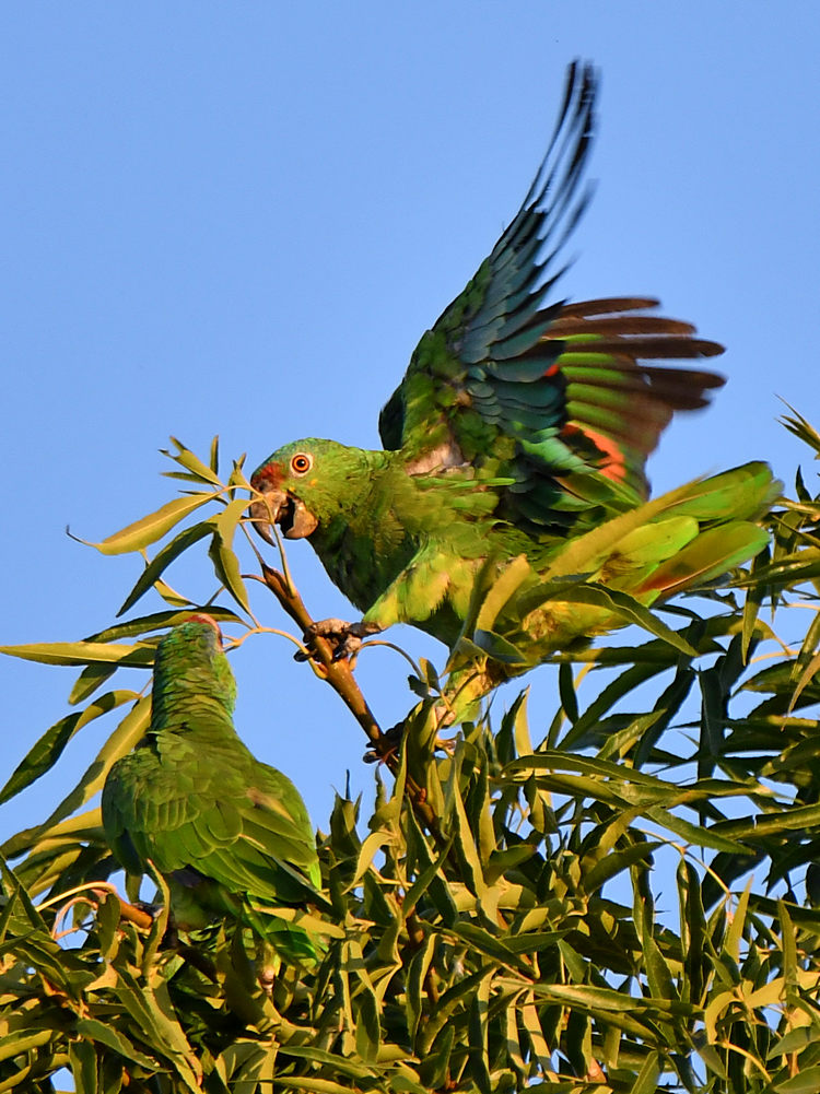Parrot3.jpg