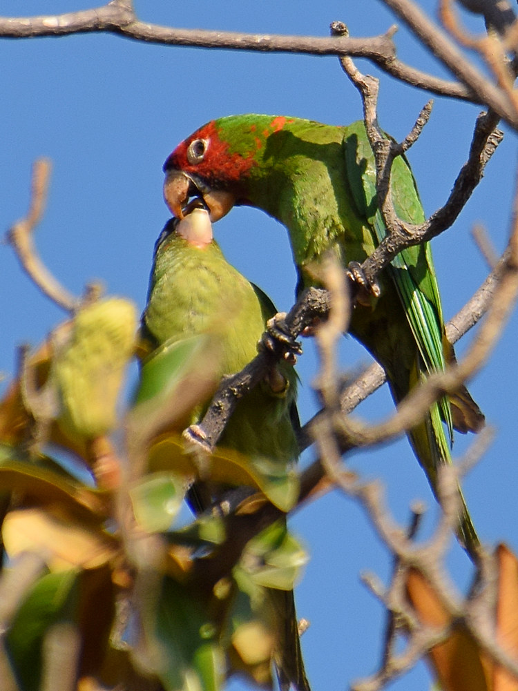Parrot3.jpg