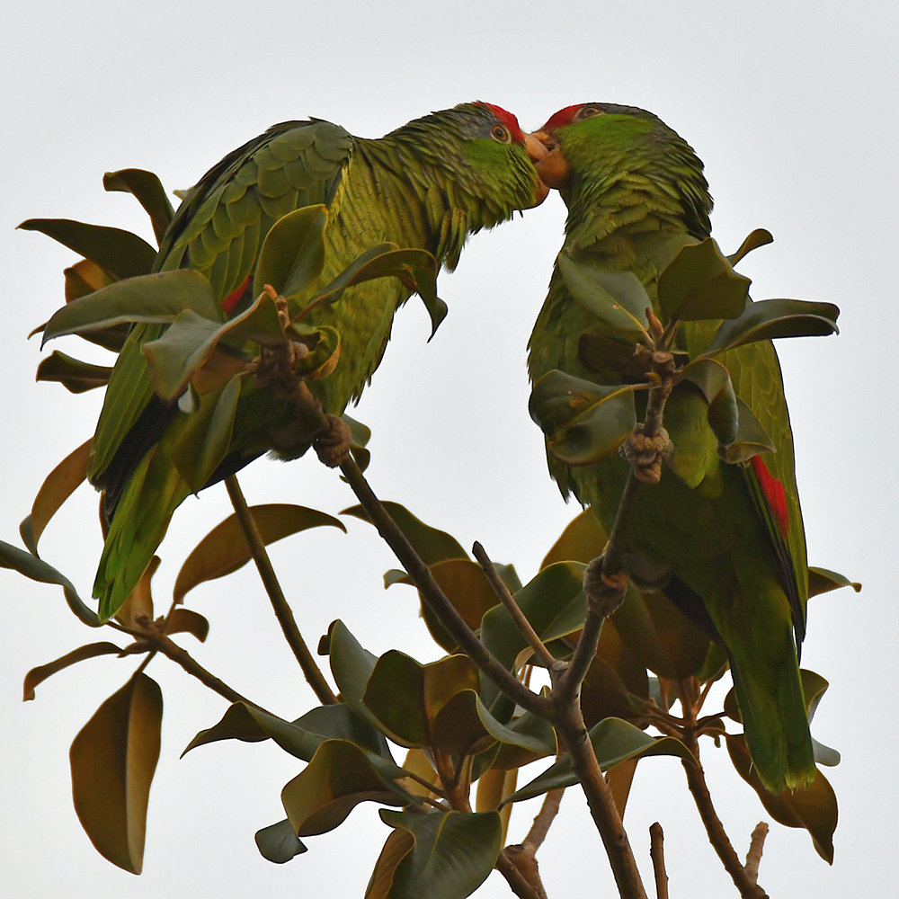 Parrot3.jpg