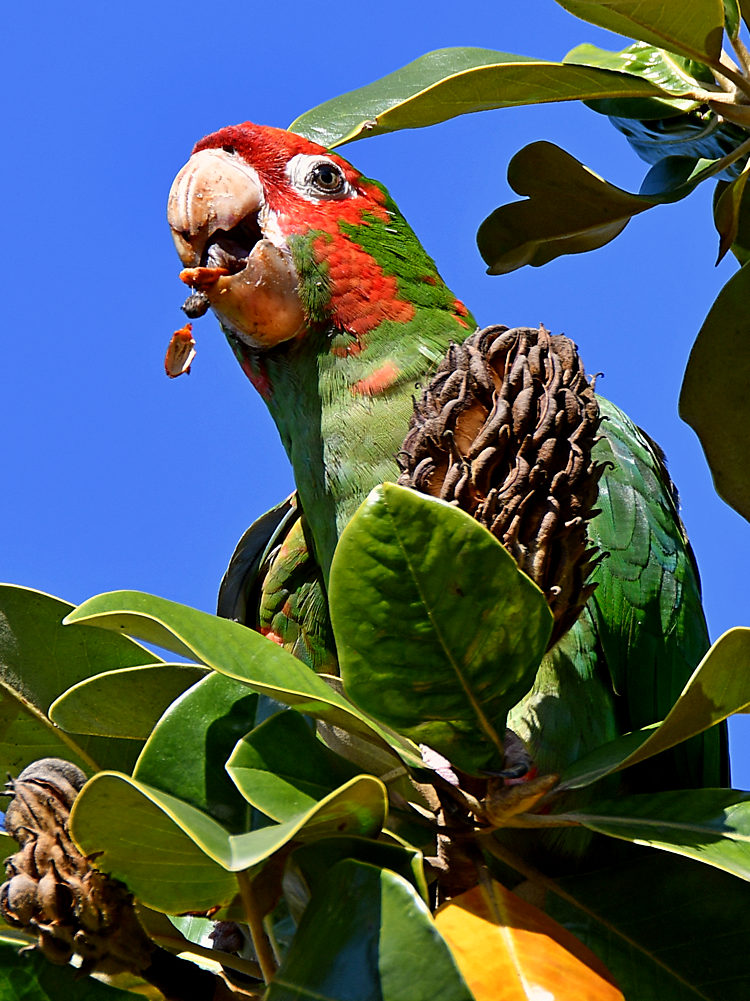 Parrot3.jpg