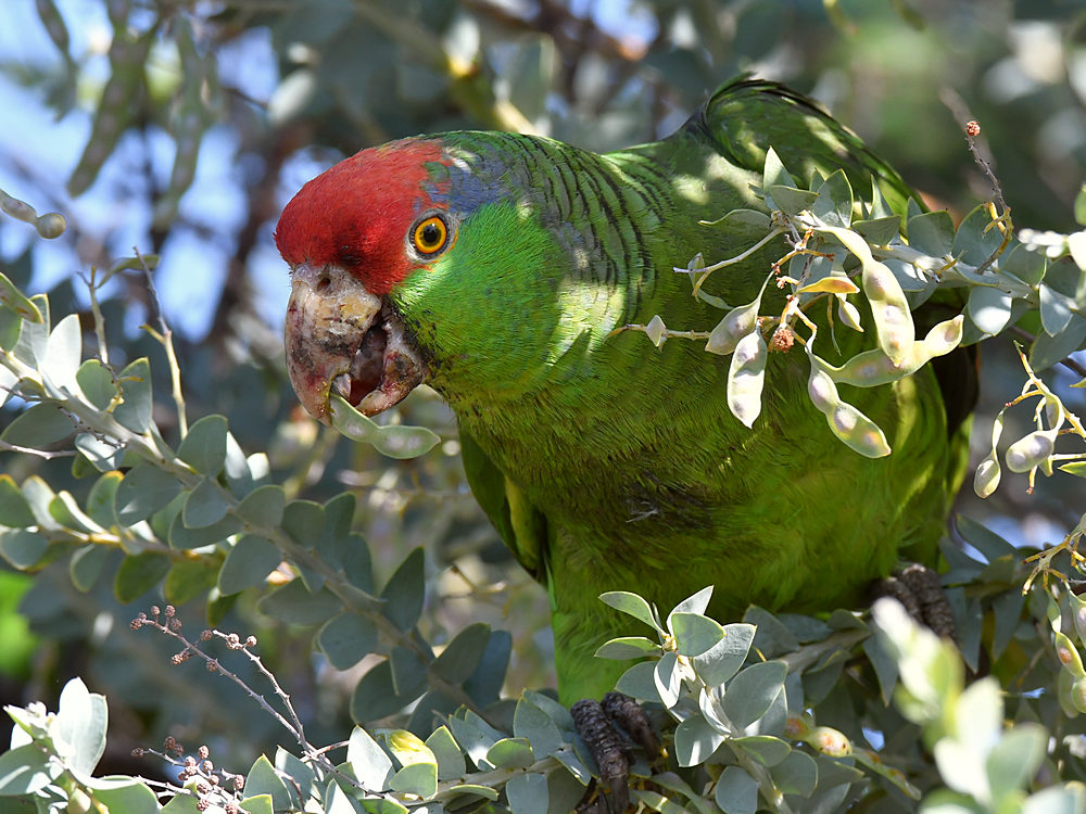 Parrot3.jpg