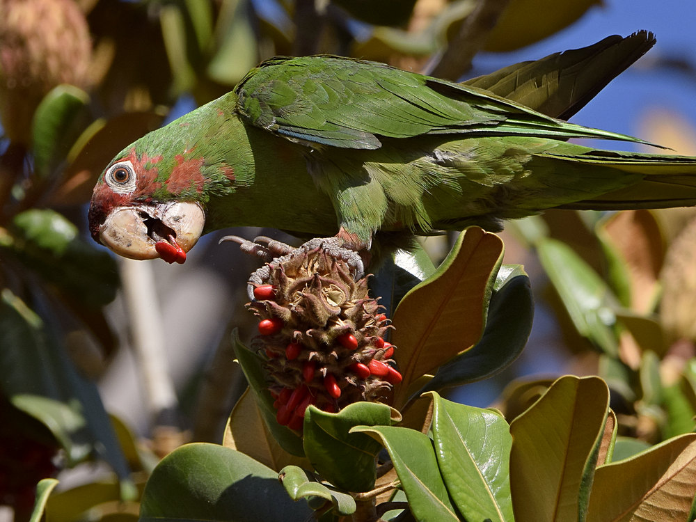 Parrot3.jpg