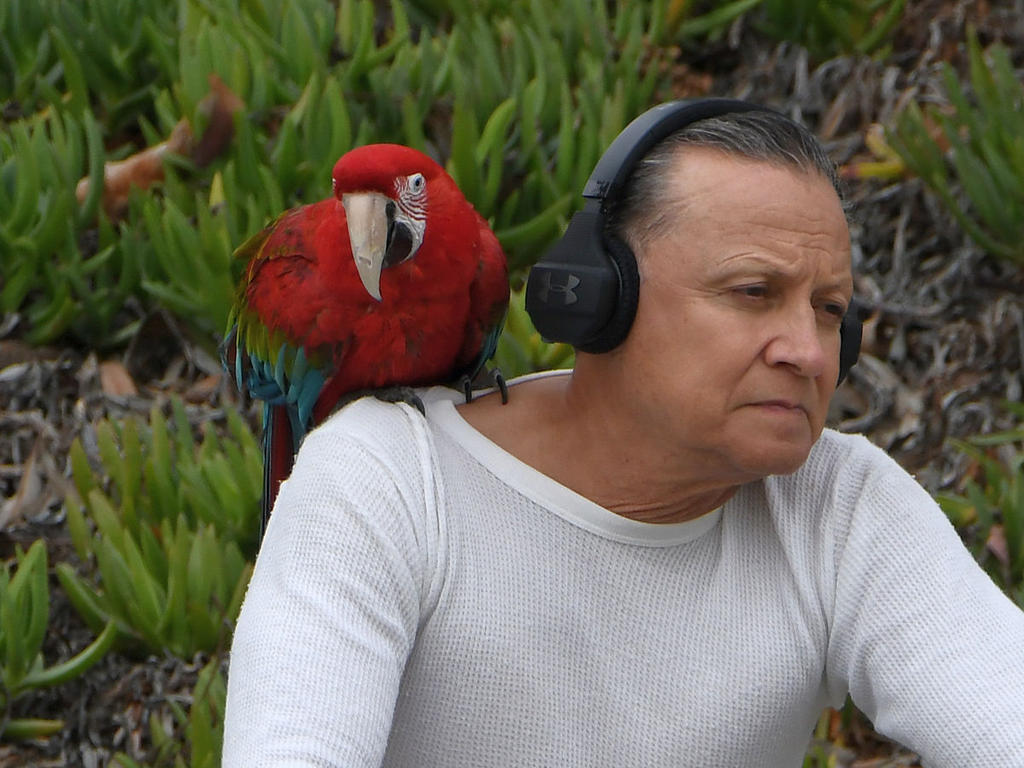 Parrot3.jpg