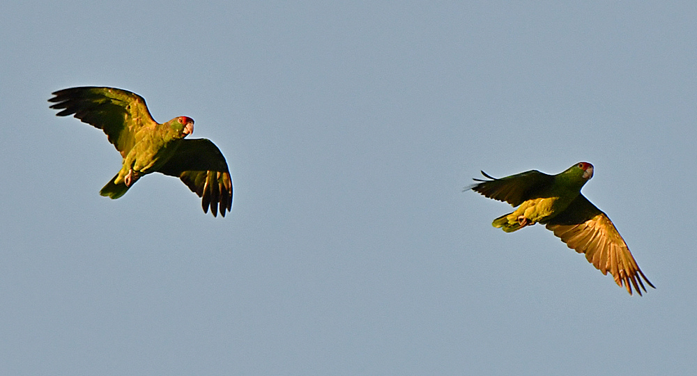 Parrot4.jpg