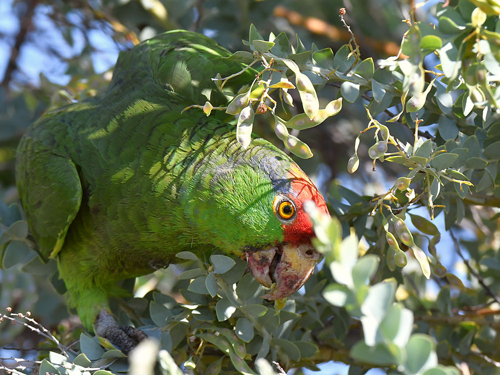 Parrot4.jpg