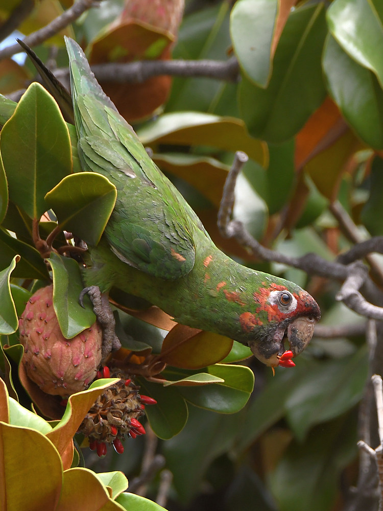 Parrot4.jpg