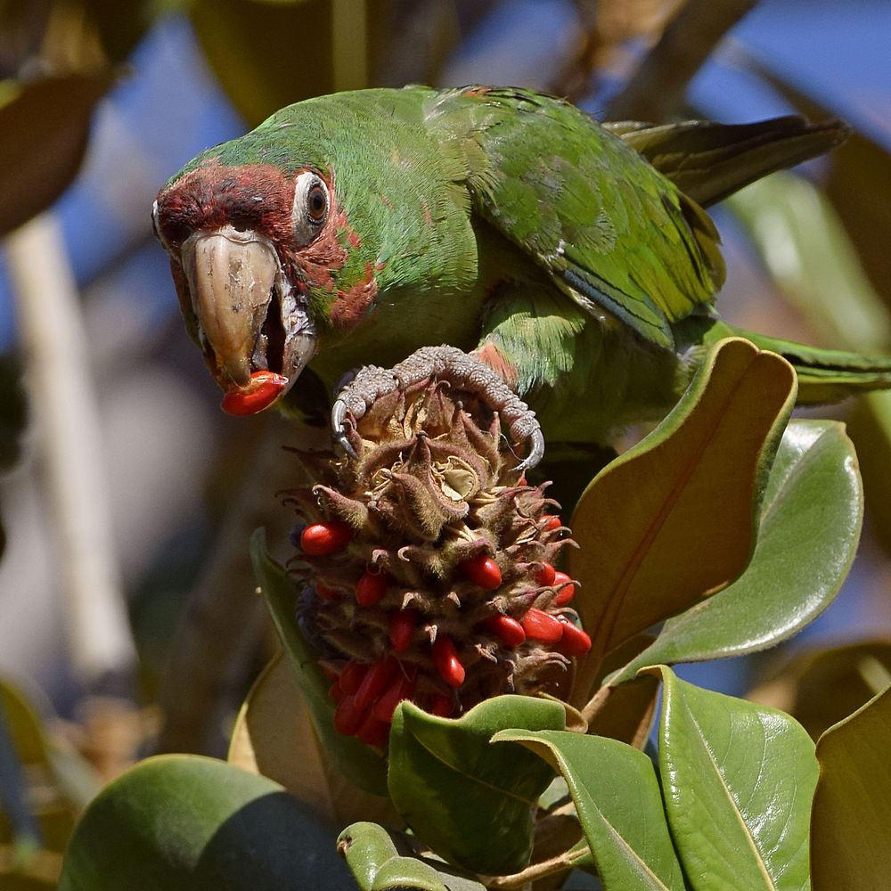 Parrot4.jpg