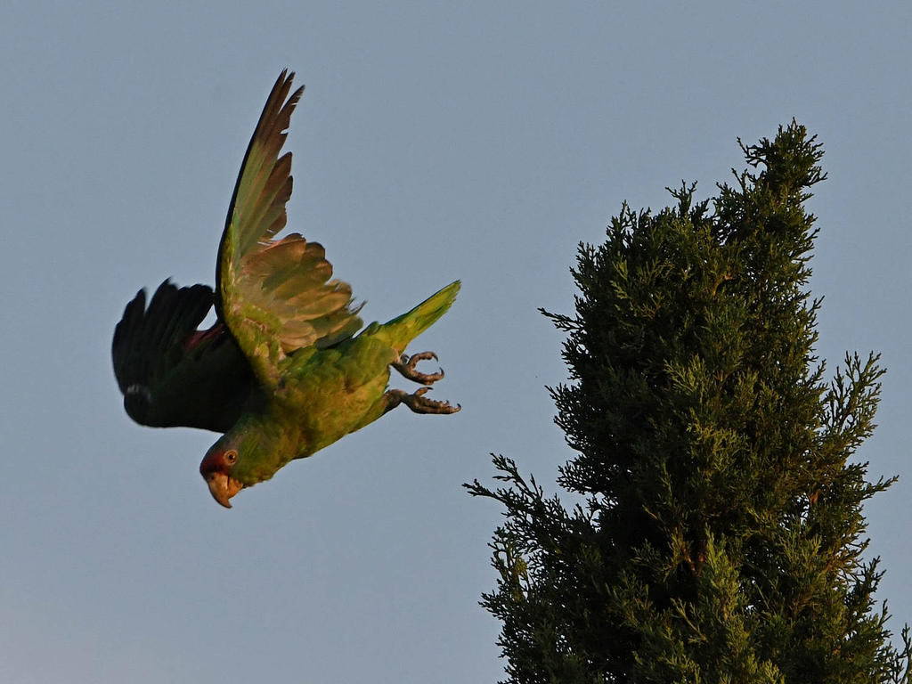 Parrot4.jpg