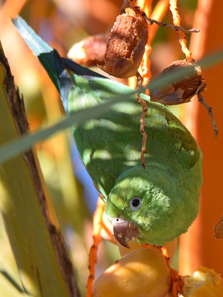 Parrot5.jpg