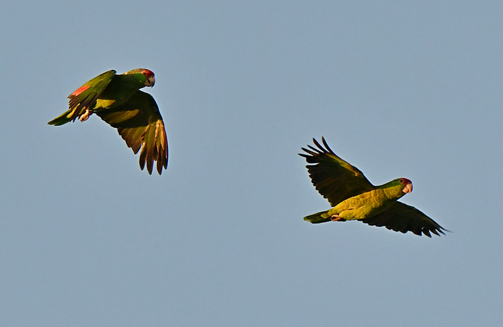 Parrot5.jpg