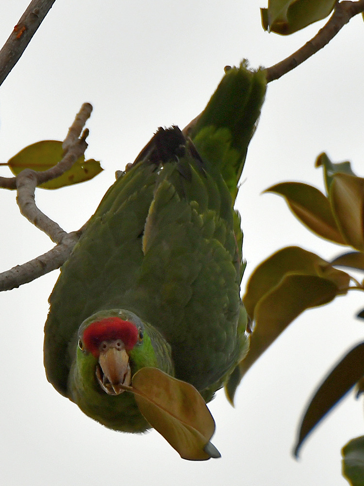 Parrot5.jpg