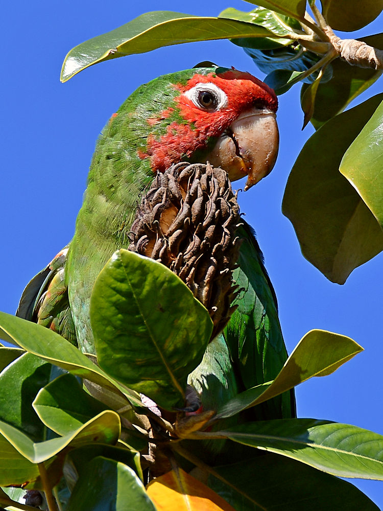 Parrot5.jpg