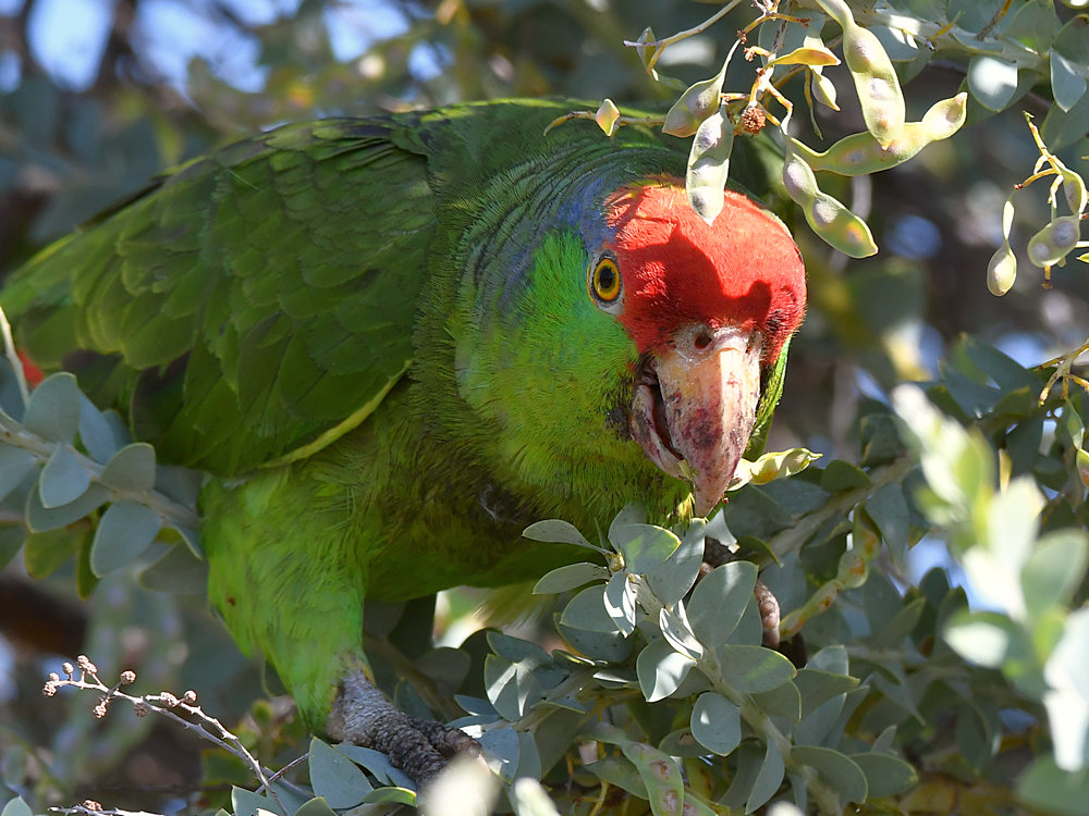 Parrot5.jpg