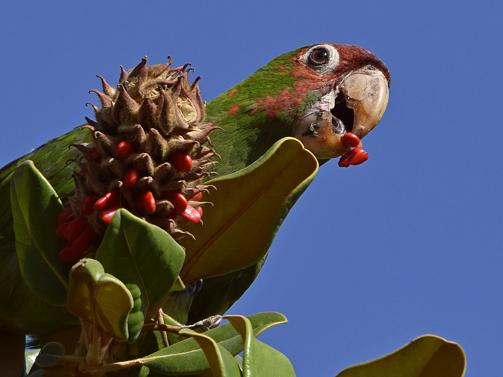 Parrot5.jpg
