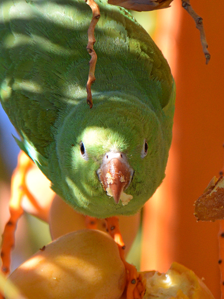 Parrot6.jpg