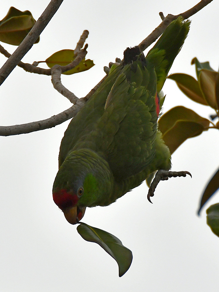 Parrot6.jpg