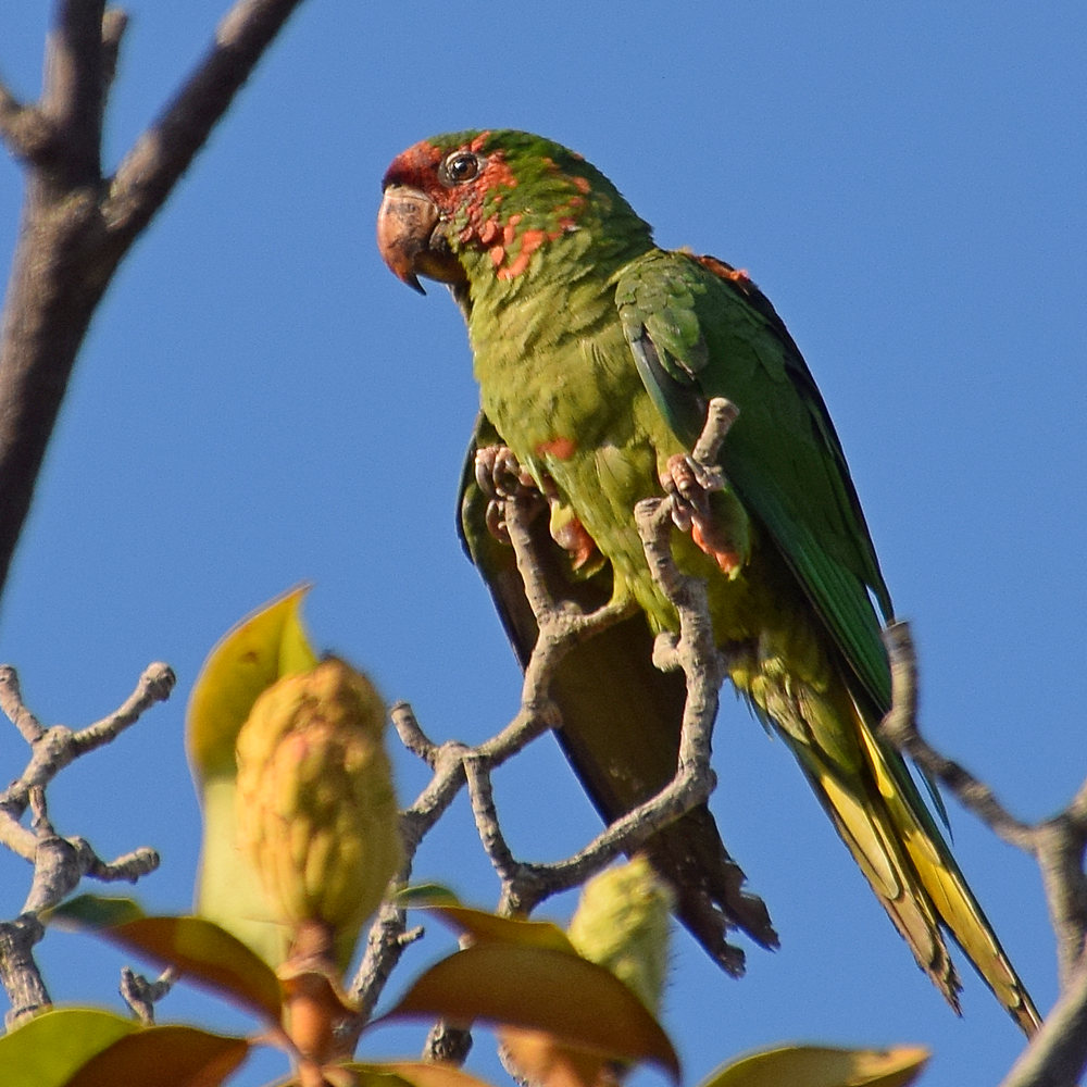 Parrot7.jpg