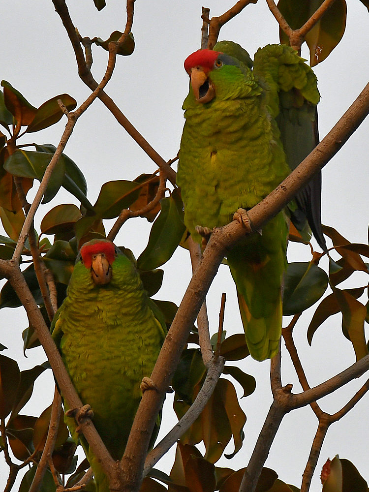 Parrot7.jpg