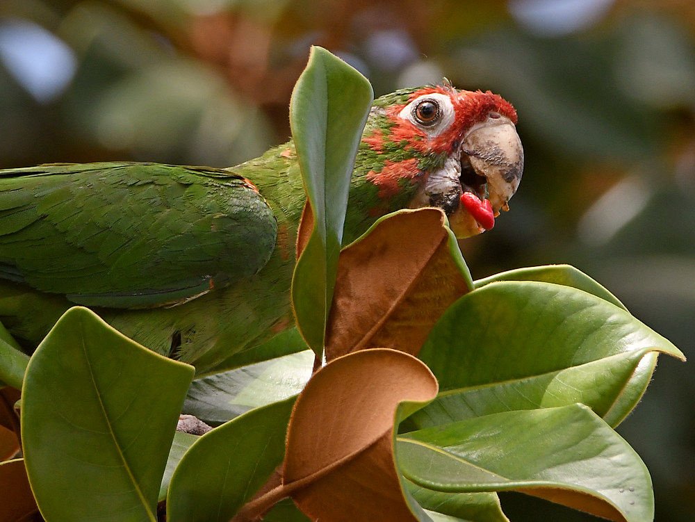 Parrot7.jpg