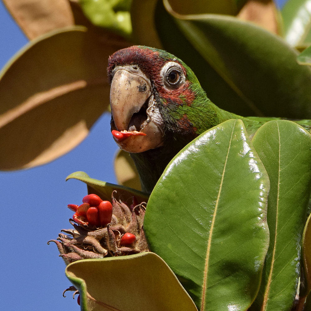 Parrot7.jpg