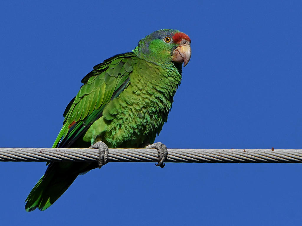 Parrot7.jpg