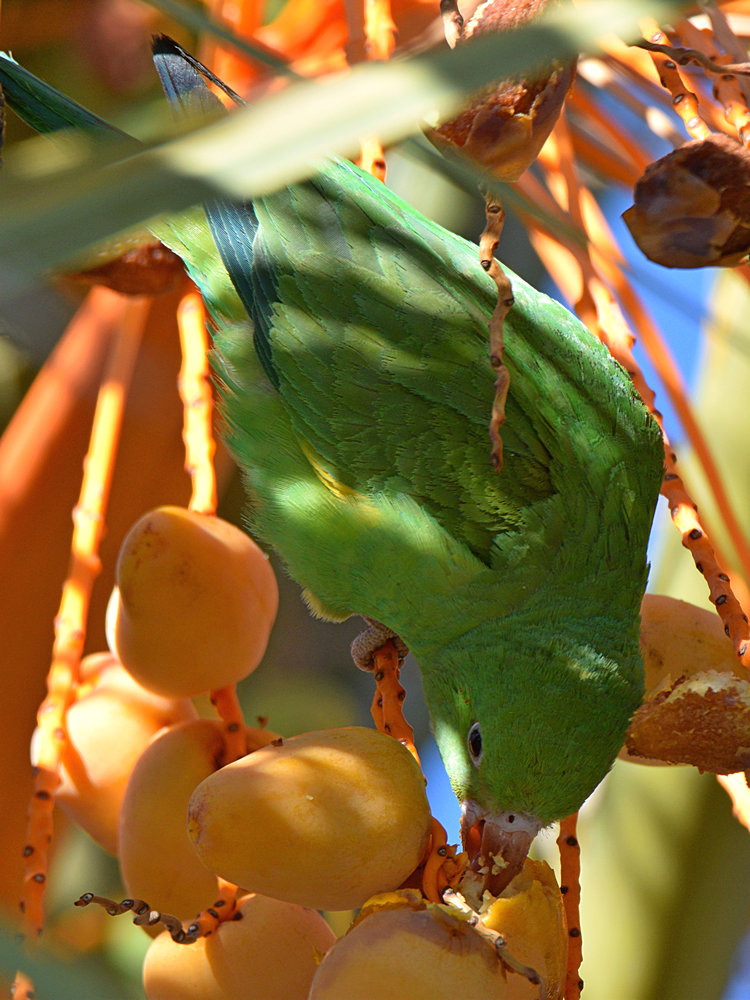 Parrot8.jpg