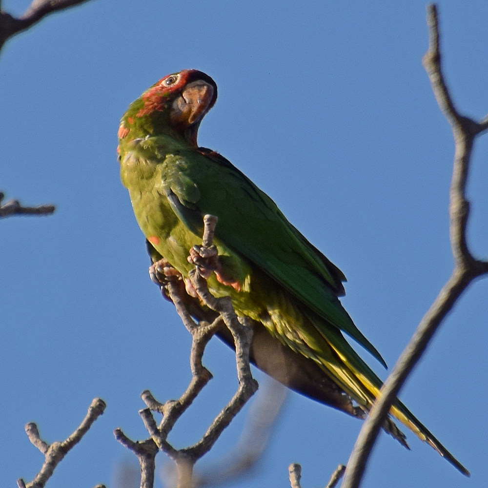 Parrot8.jpg