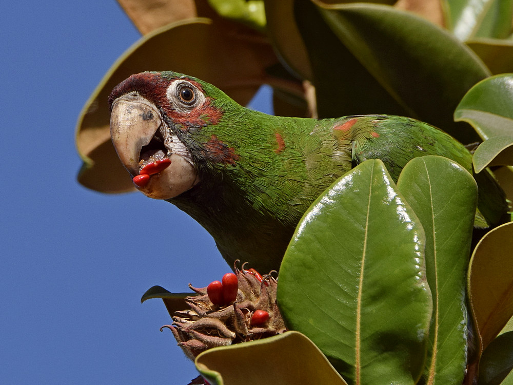 Parrot8.jpg
