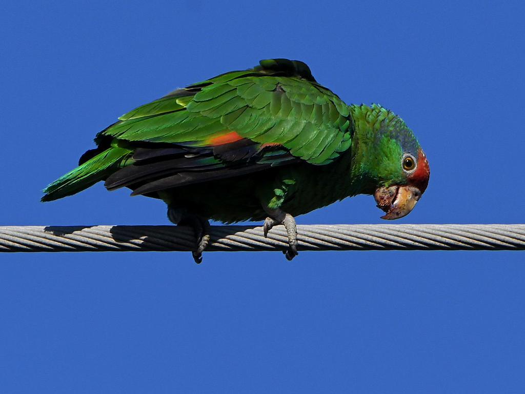 Parrot8.jpg