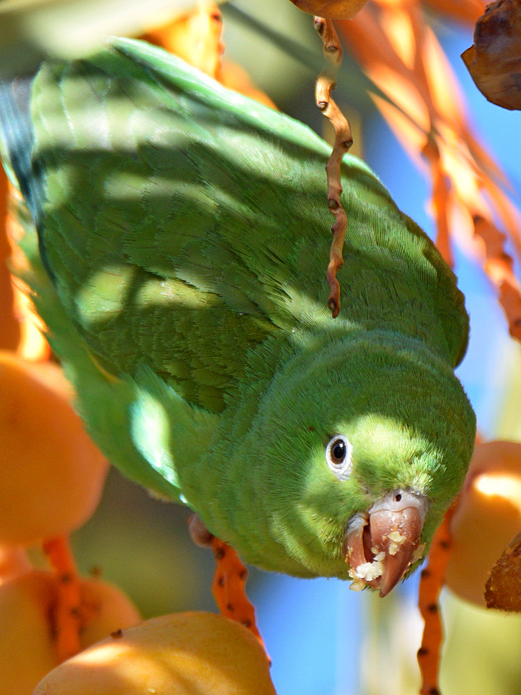Parrot9.jpg