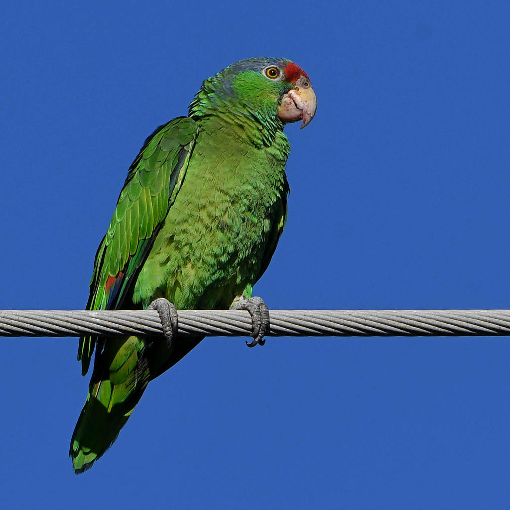 Parrot9.jpg