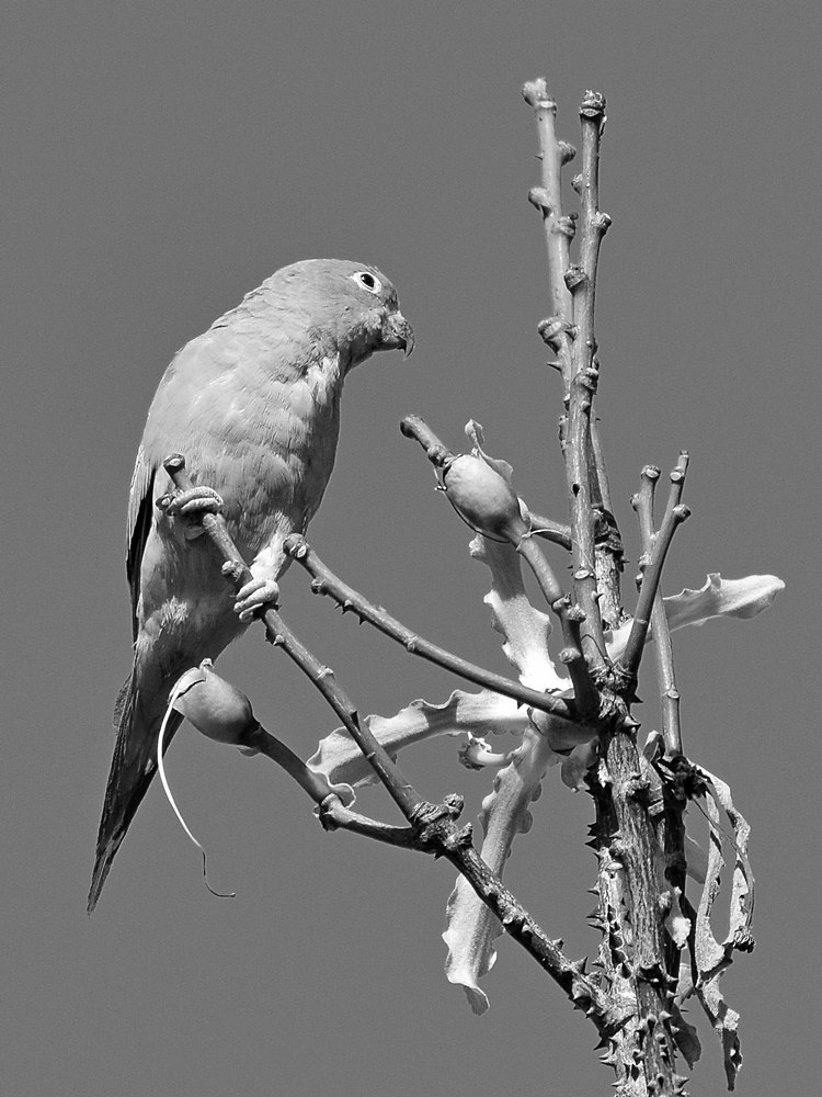 ParrotBW.jpg