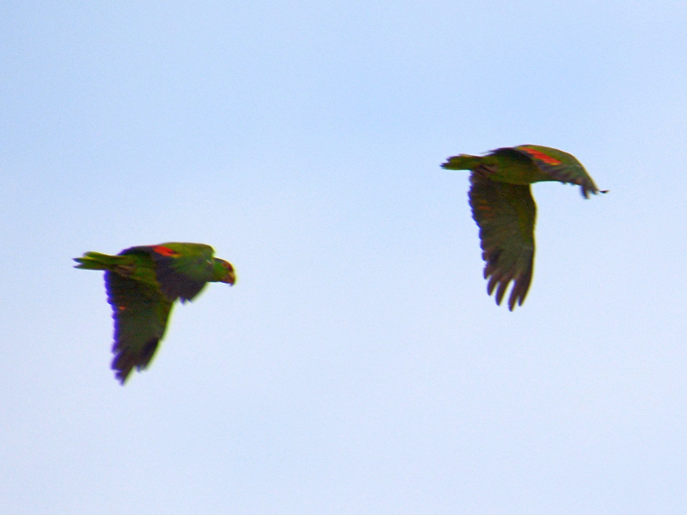 Parrots.jpg