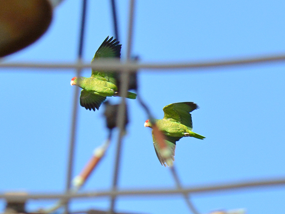 Parrots.jpg