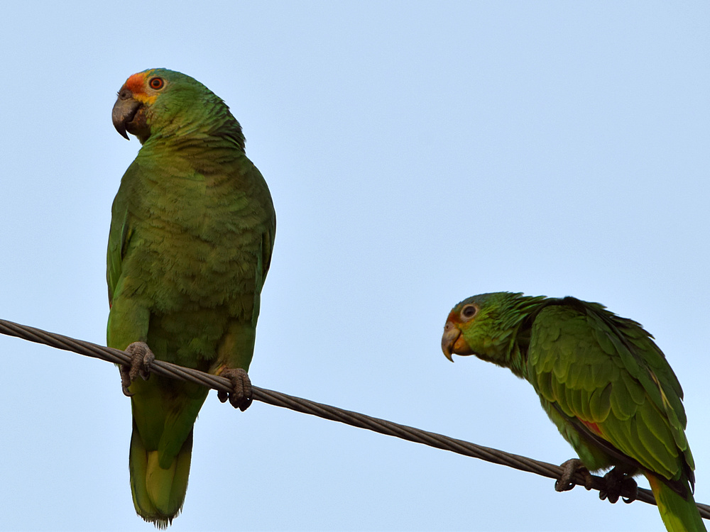 Parrots.jpg
