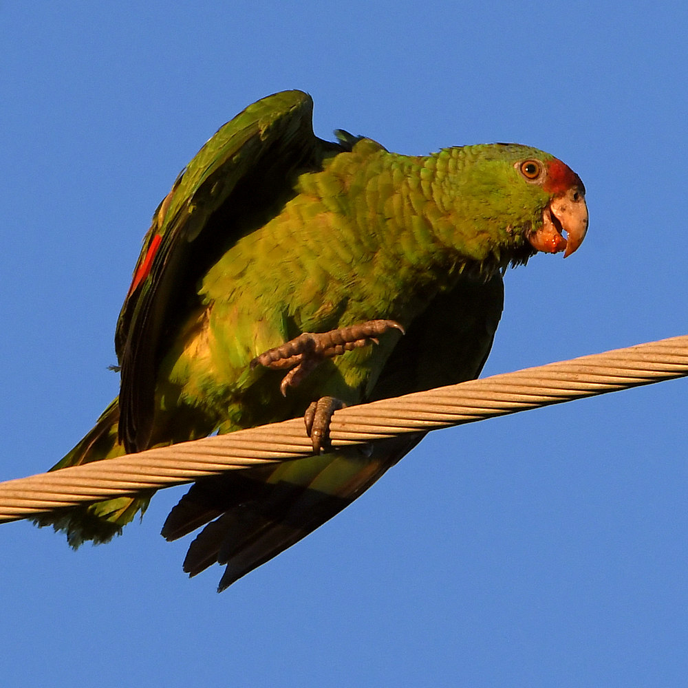 Parrots.jpg
