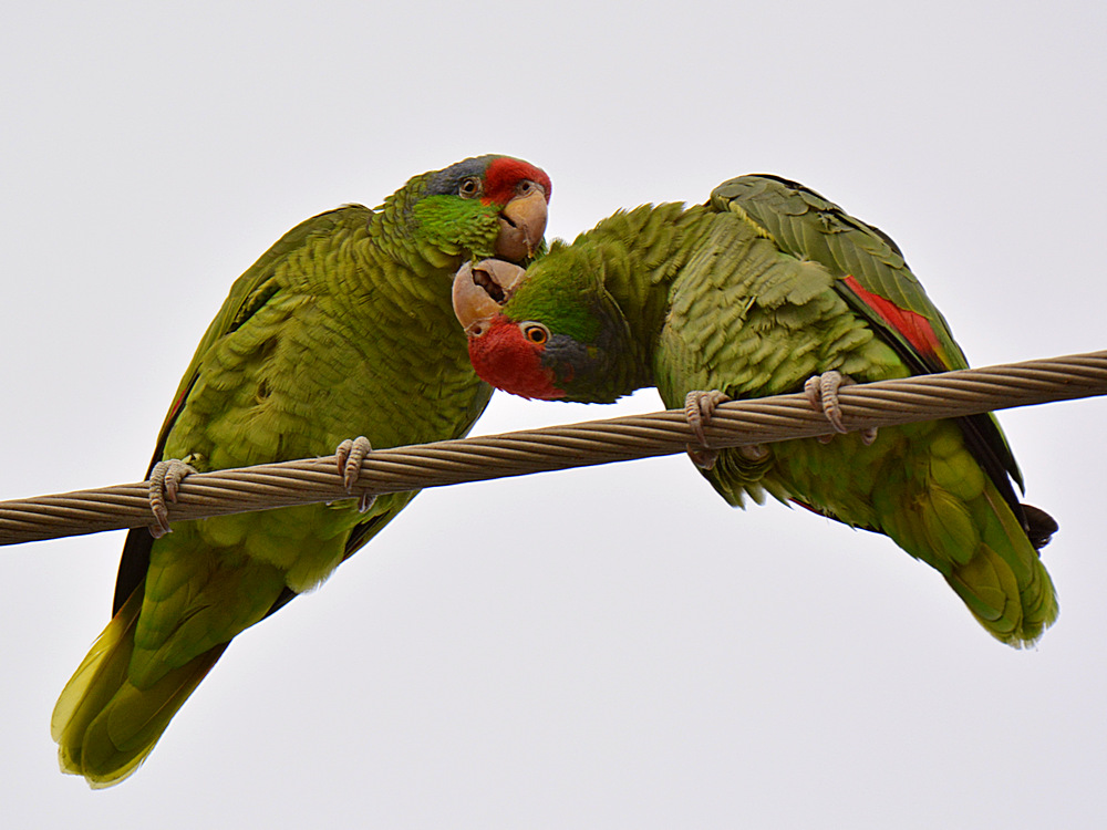 Parrots2.jpg
