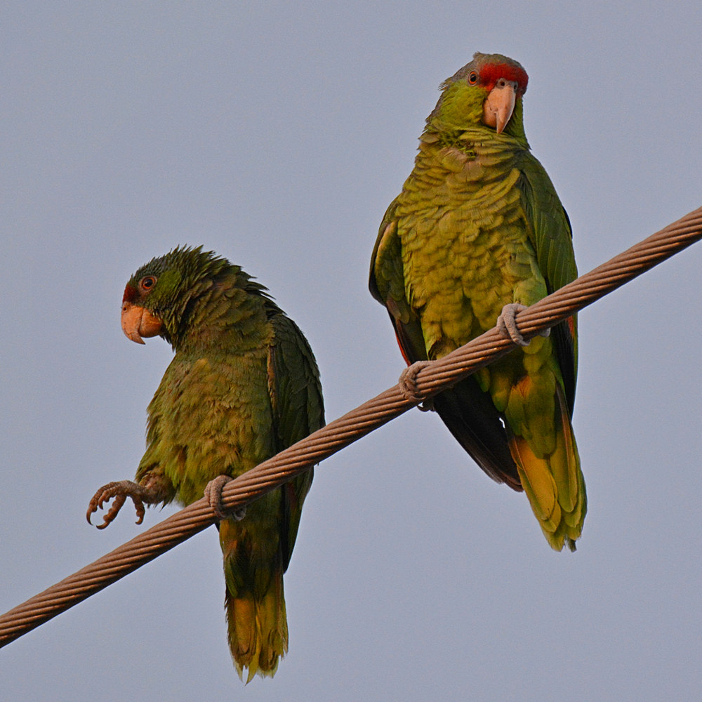 Parrots2.jpg
