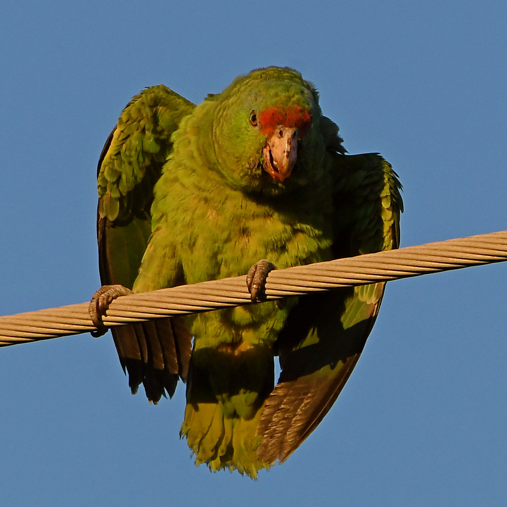 Parrots2.jpg