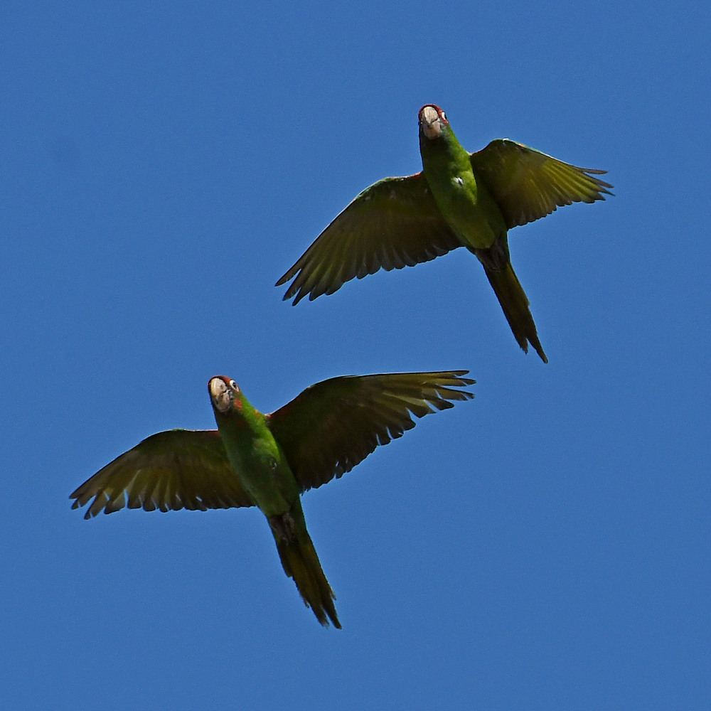 Parrots2.jpg
