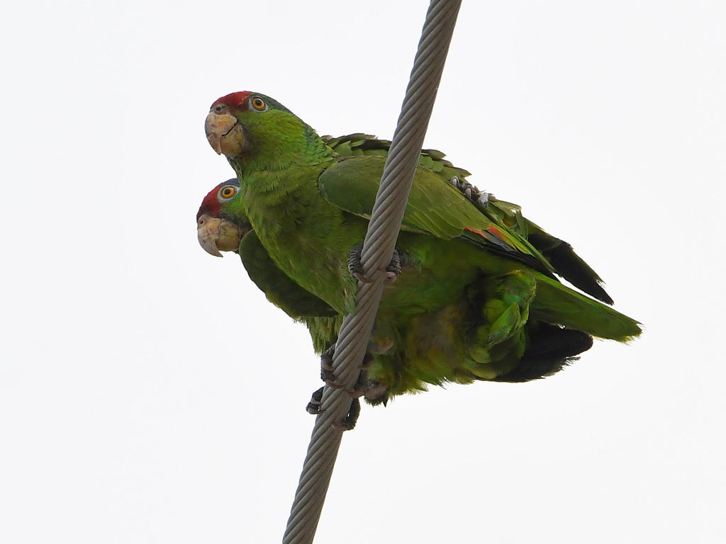 Parrots2.jpg