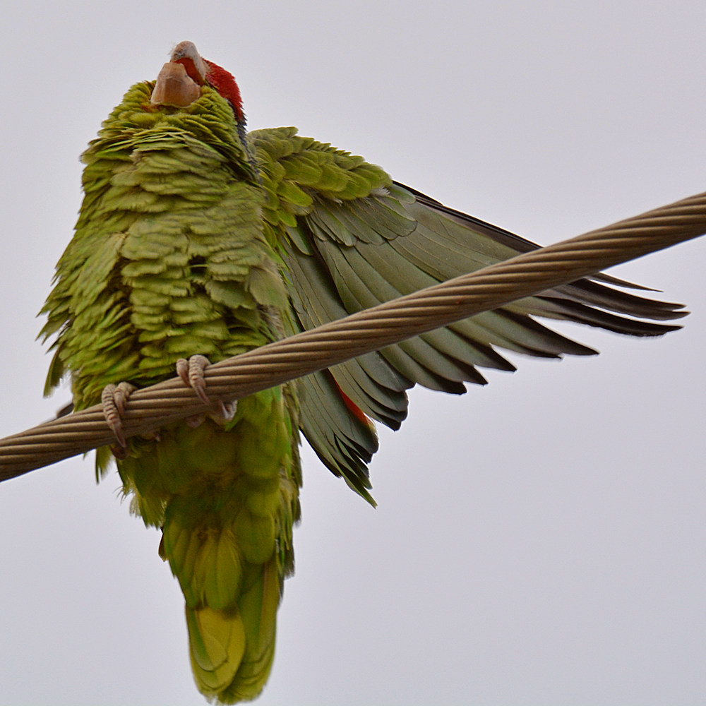 Parrots3.jpg