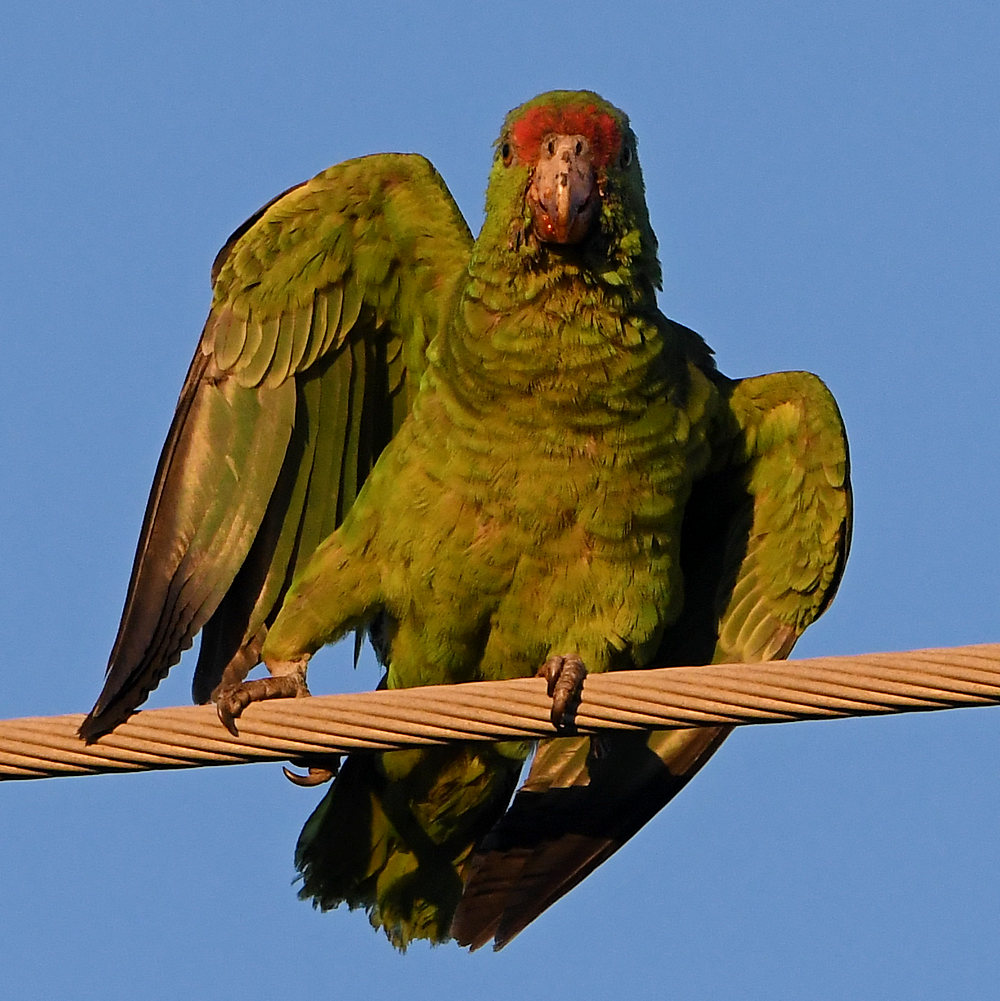 Parrots3.jpg