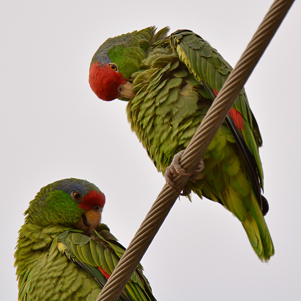 Parrots4.jpg