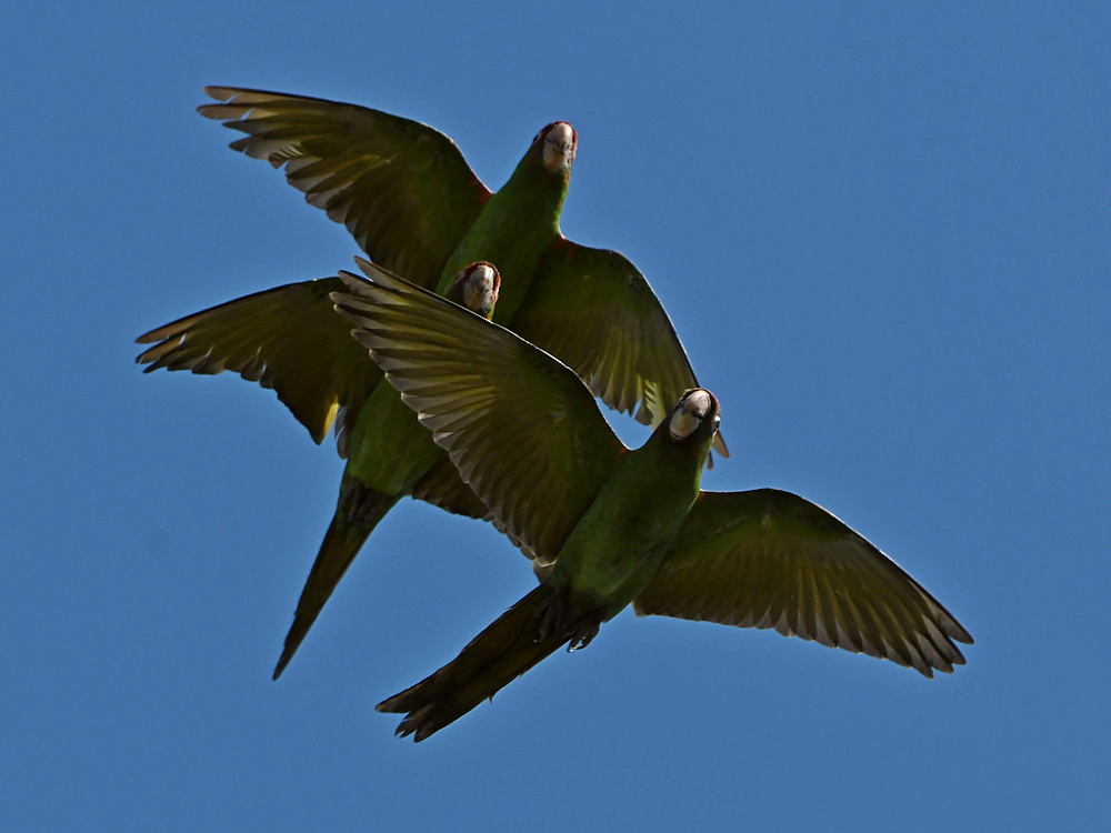 Parrots4.jpg
