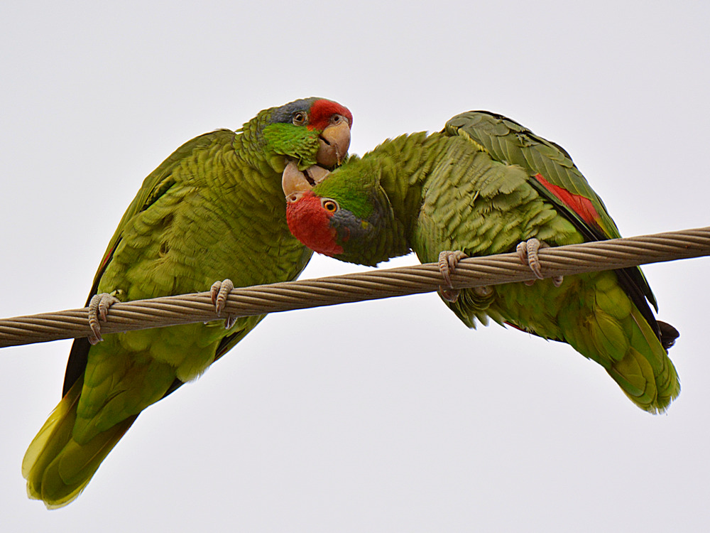Parrots5.jpg