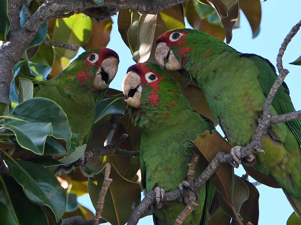 Parrots5.jpg